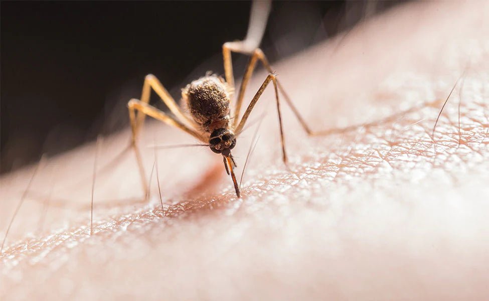 How Long Do Mosquitoes Live? And What’s The Best Way To Keep Them Out Of Your Home? Find Out Here - Etshera Housewares