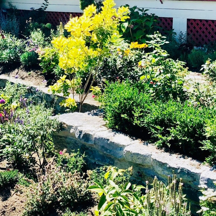 Low Maintenance Garden Border Ideas–Your DIY Dream Garden on a Budget! - Etshera Housewares